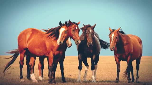 Horses