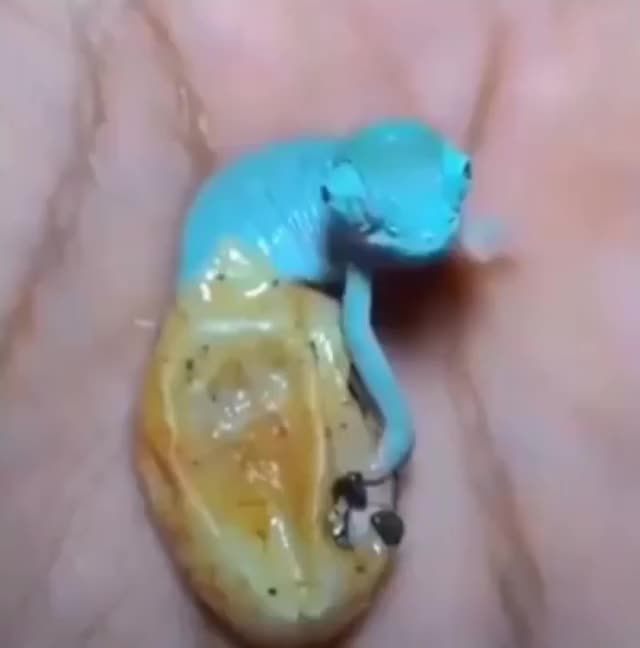 Baby Chamaeleon hatching