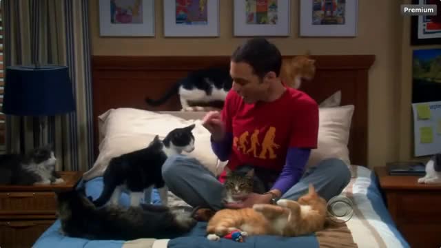 The Big Bang Theory - Sheldon & his Cats