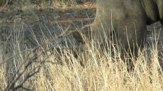 Bird completely disappears inside rhino's ear