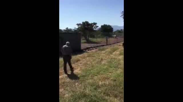 Lion grabs hold of a man and drags him off