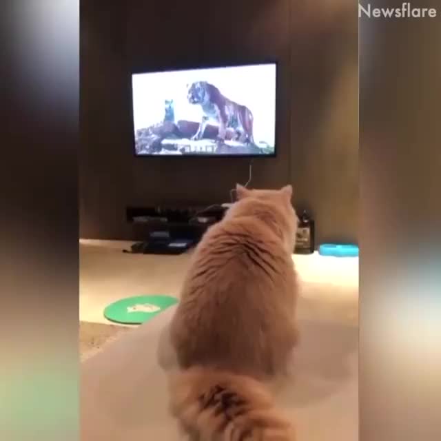 Cat watches Animal Planet