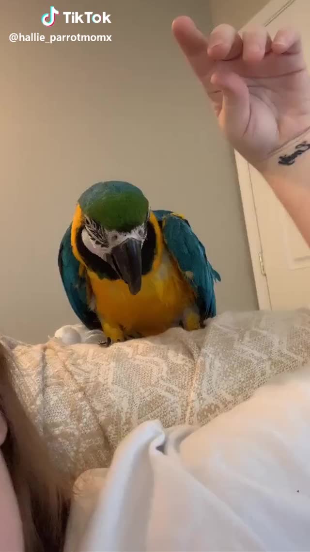 Talking about macaw bites! #anotherlikeme #foryou #parrot #macaw #qanda #bird #blueandgoldmacaw