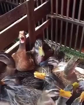 ripsave - This duck laughing at your mistakes