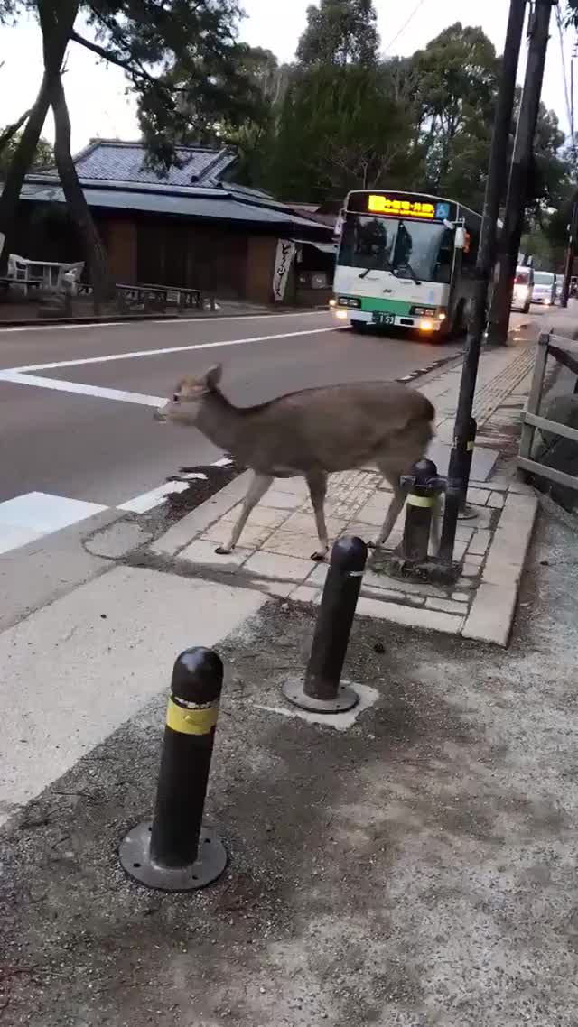 Even Deer know Traffic Laws