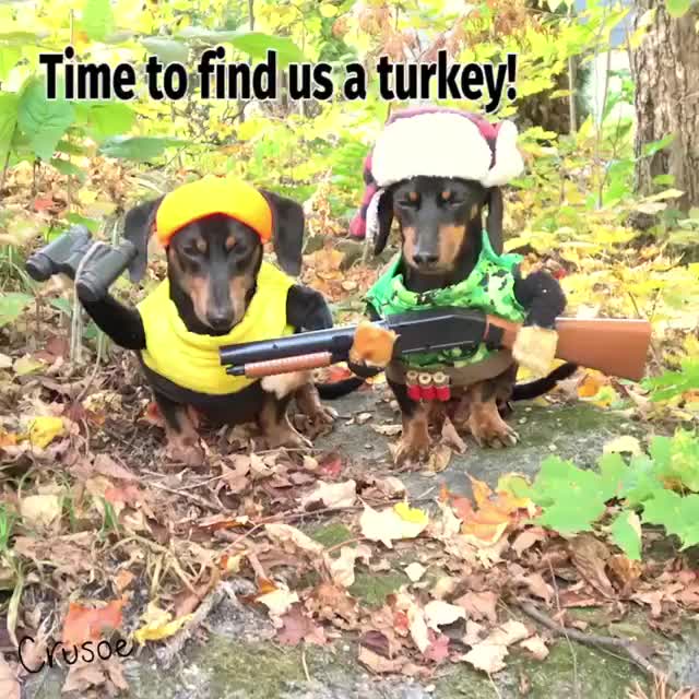 Turkey Hunt