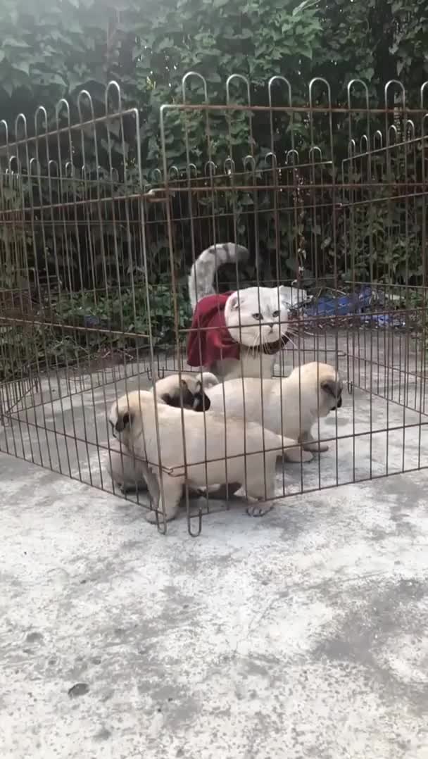 How smoothly this cat leaps out of the cage