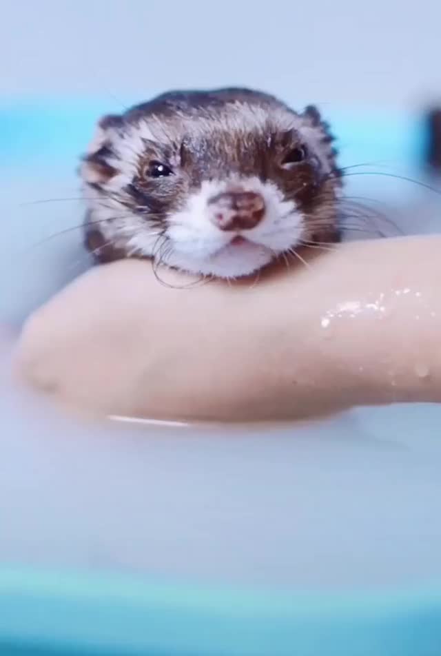 When you have evil plans but it s bath time-f4u75cufg2c21-1080p