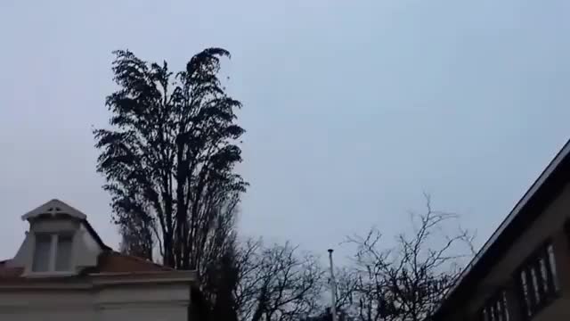 ? The way these birds take off.