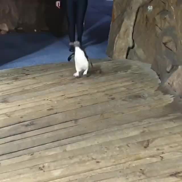 Penguins having aquarium for themselves with quarentine lockdown and no guests visiting