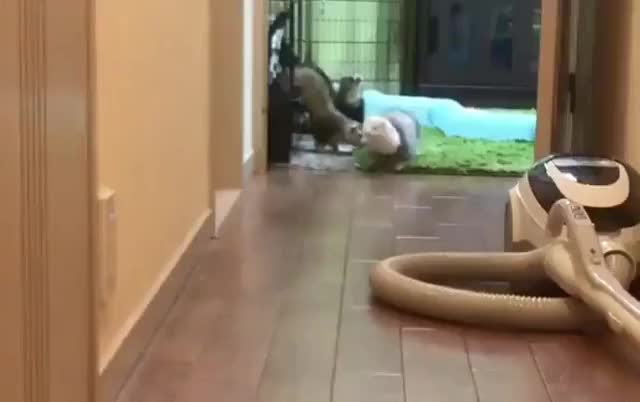 Sound on for this incredibly executed sploot