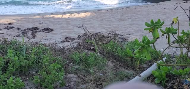 [m] peeing on the beach