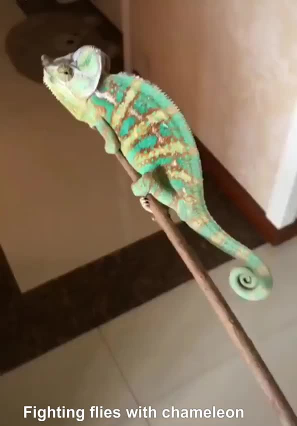 Fly fighting chameleon