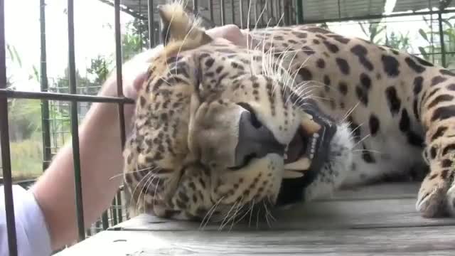 Leopard loves head massage and asks for more.