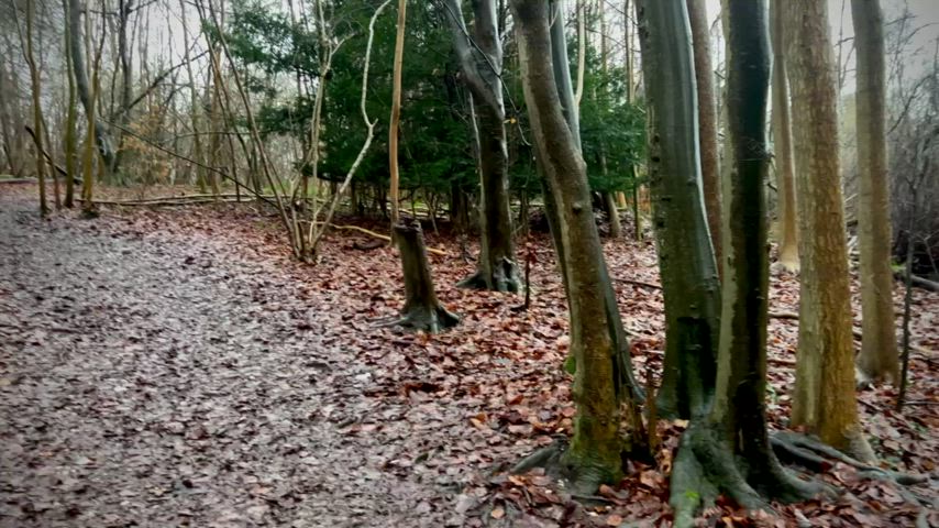 Pissing in the forest