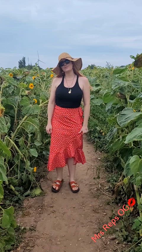 Pokies in a sunflower field 