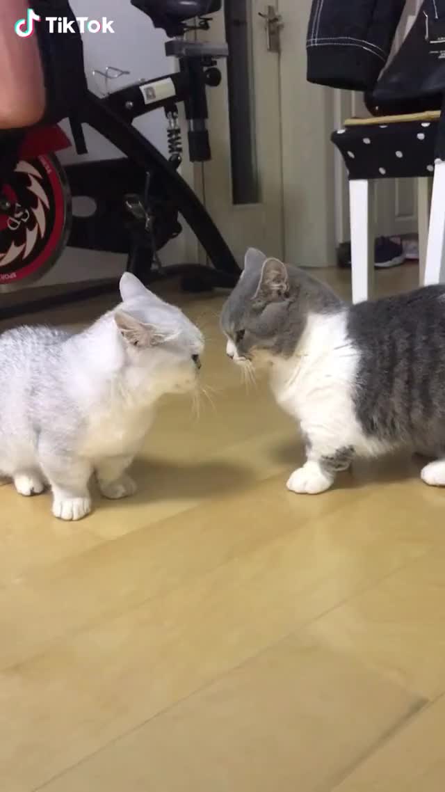 Two little cat slaps