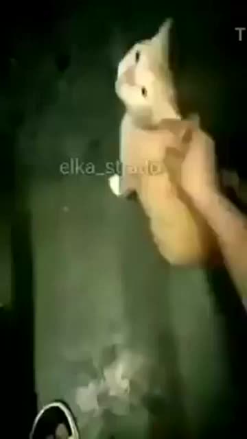 Orgasmos de una gatita uwu