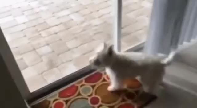 Dog arrives at his new home and notices the swimming pool