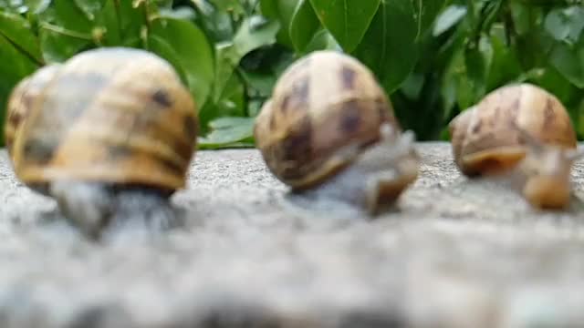 Snails