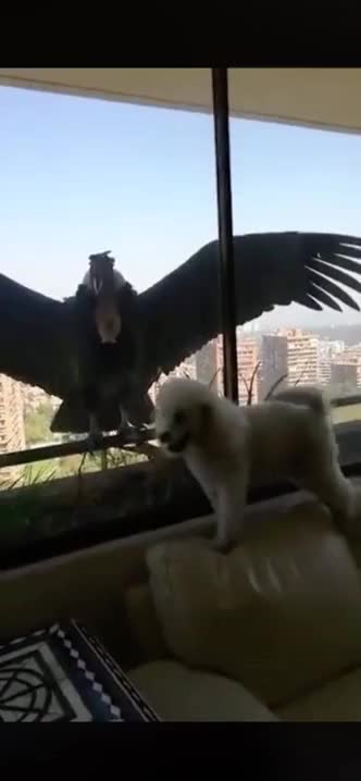 Condors show up in apartment window in Chile