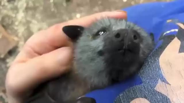 Super cute bat