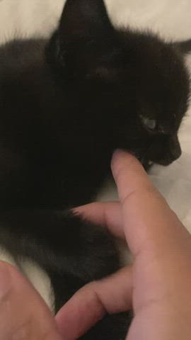black angelica catsuit kitten gif