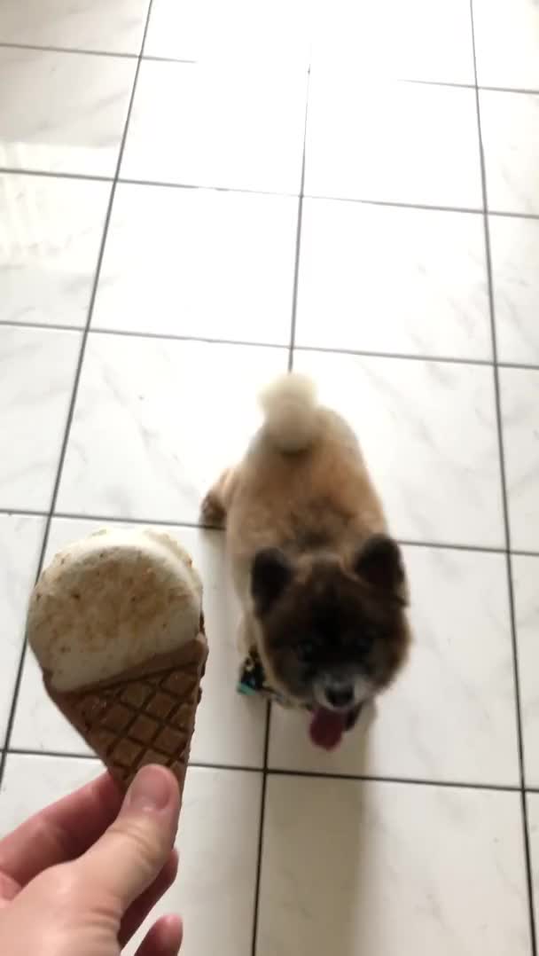 Rare toothless 14 y old doggo attempts to nosh on birthday goodie