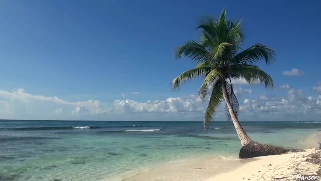 Relaxing 3 Hour Video of A Tropical Beach with Blue Sky White Sand and Palm Tree