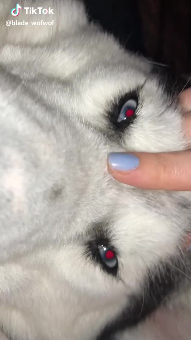 Cuddles with mom ?? #blue #eyes #puppydogeyes #love