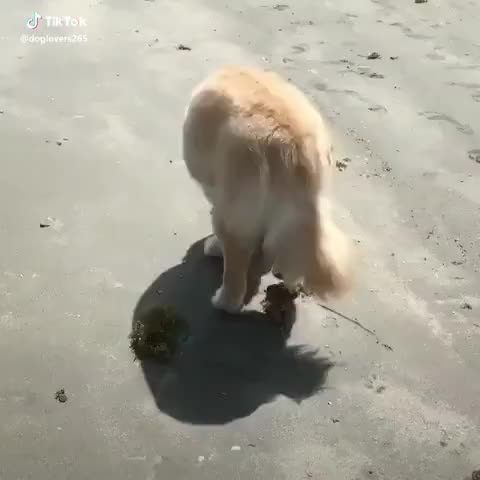 Omg!!! Have you ever been to the beach? ? #adorable #cute #puppy #dog