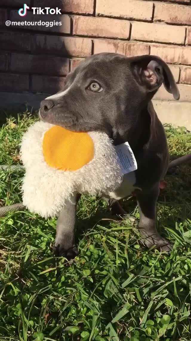  #kiwi #kiwithedog #adopted #puppy #pitbull #aww #foryou #animal #christmas #cute