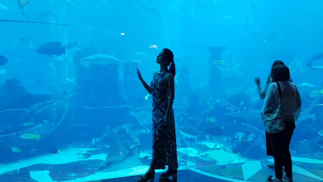 Extra large aquarium