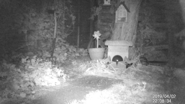 Garden Trail Cam Capture