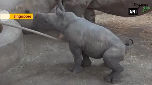 Singapore zoo welcomes new baby white rhino