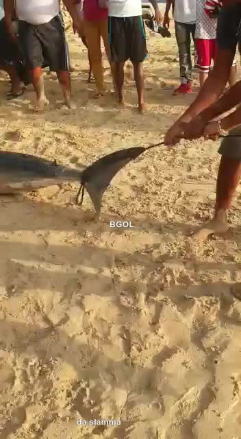 shark on the beah in the dominican republic