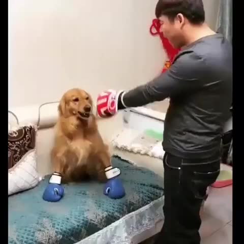 Ferious dog leaves human begging on his knees