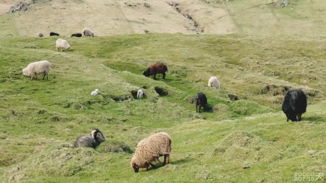 Sheep in Sandoy