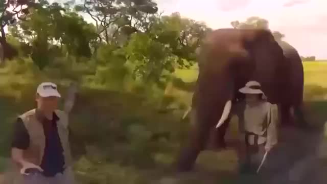Elephant steals hard hat off of human