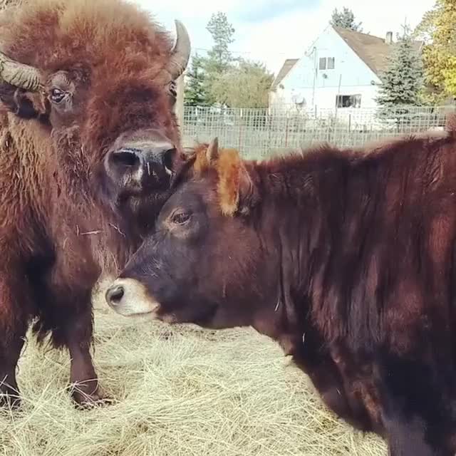 Big boye with an even bigger buddy