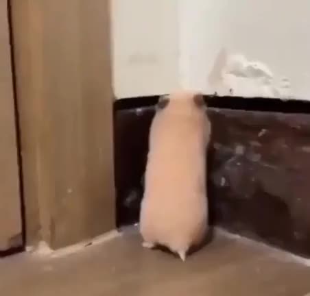 Startled Hamster **NOW WITH AUDIO**