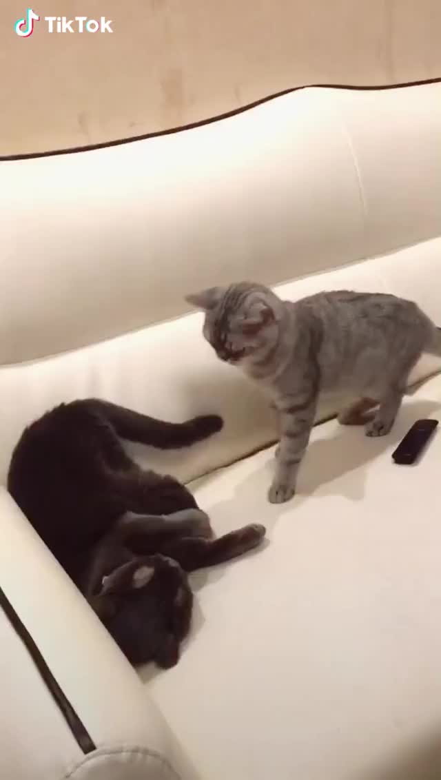 Big fight with those two cats