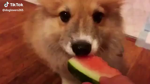 Snack time!!! ? Would you share a treat with this little fella? #cute #dog #puppy