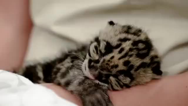Sleepy Clouded Leopard Cub