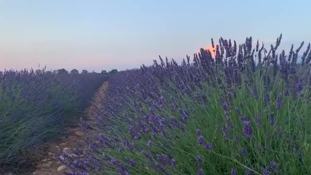 Naomi Swann Shaking Her Booty in a Lavender Field