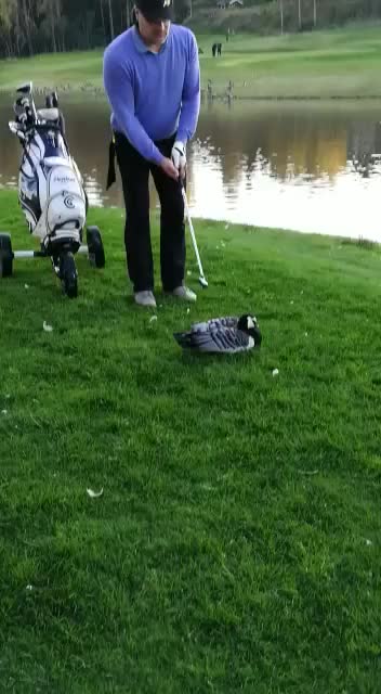 Golfer decapitates a goose