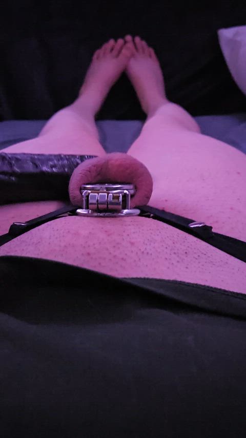 bbc chastity chastity belt femboy sissy microchastity gif