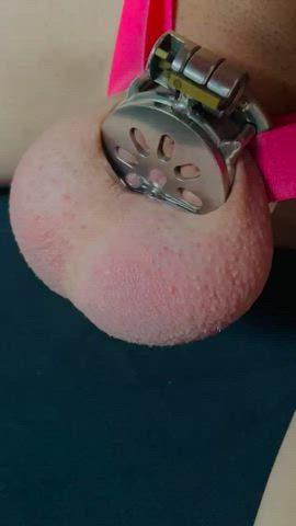 chastity sissy sissy slut gif