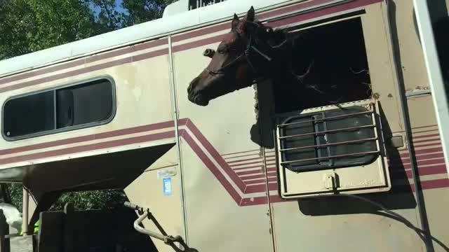 This Horse We Passed Having the Best Day Ever