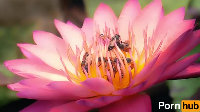 Twenty dicked flower hosts massive orgy